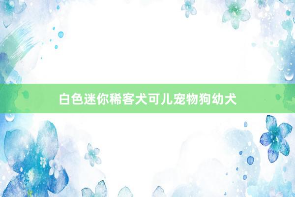 白色迷你稀客犬可儿宠物狗幼犬